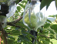 Pear growing inside a bottle